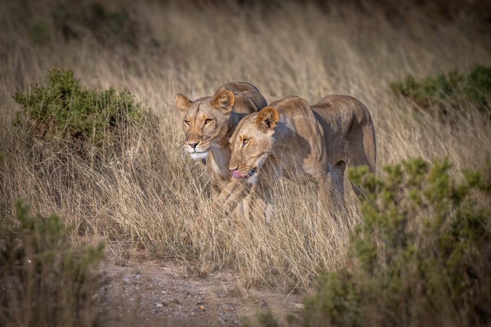 Golden Hour Lionesses by Jeffrey C. Sink — canvas wall art