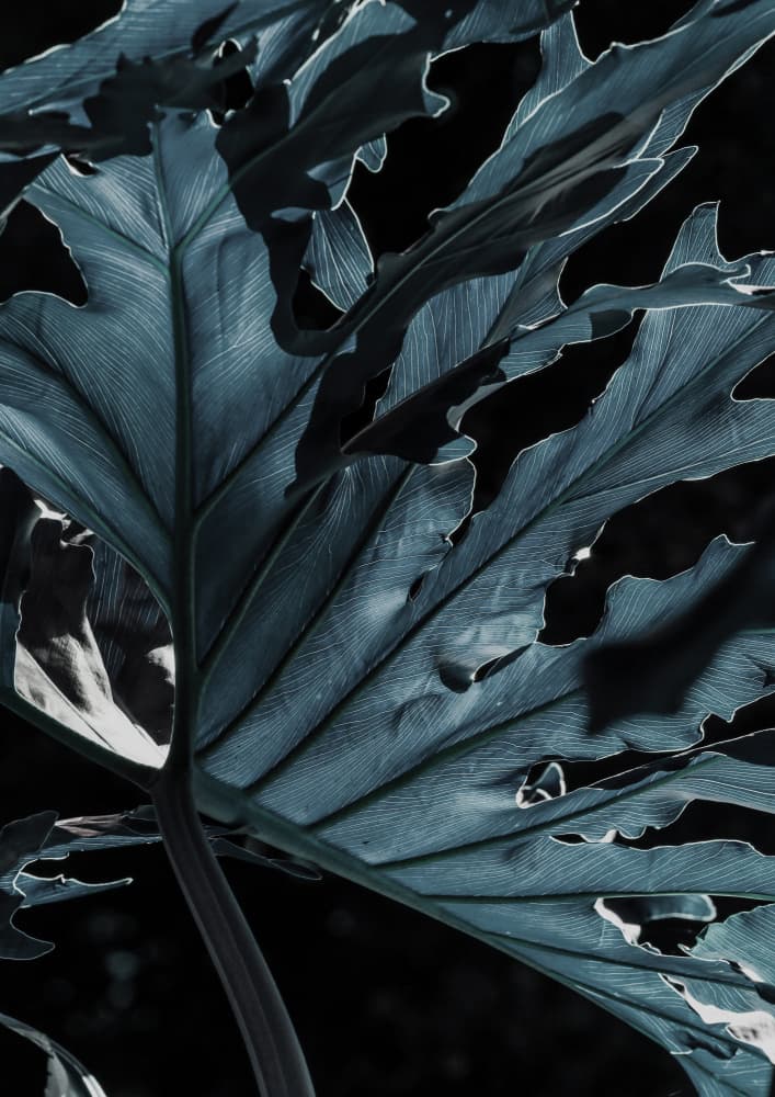 Leafy Shadowscape by Shot by Clint — canvas wall art