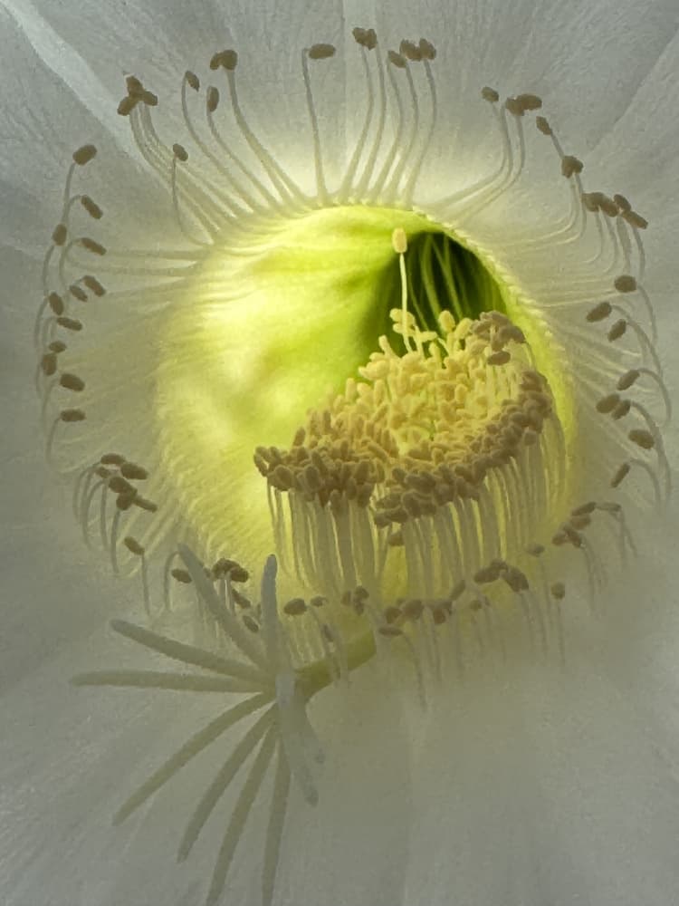 Inner Flower Glow by Andre Pelletier — canvas wall art