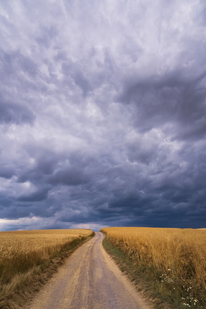 Storm Over Golden Fields by Norbert Maier — canvas wall art