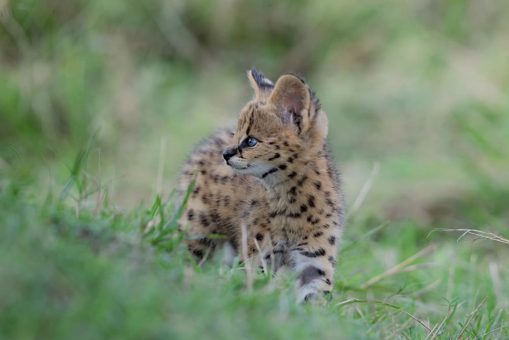 Curious Serval Kitten by Alessandro Catta — canvas wall art