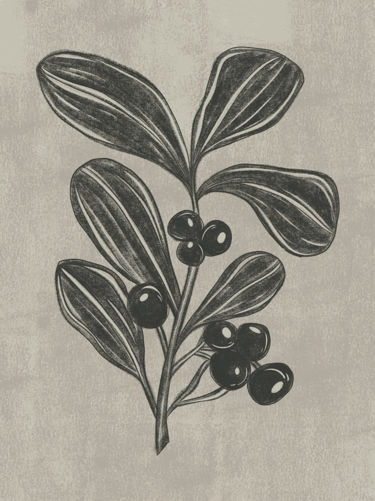 Botanical Berry Sketch by Nikita Jariwala — canvas wall art