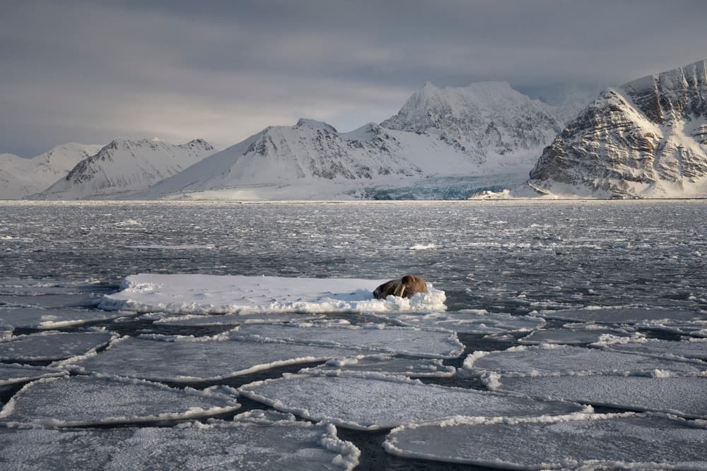 Walrus on Arctic Ice by Susanne Landolt — canvas wall art