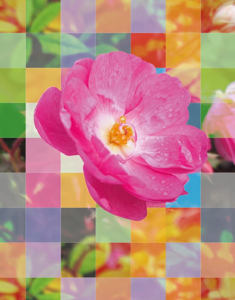 Vibrant Pink Blossom by Hanne Spangsberg — canvas wall art