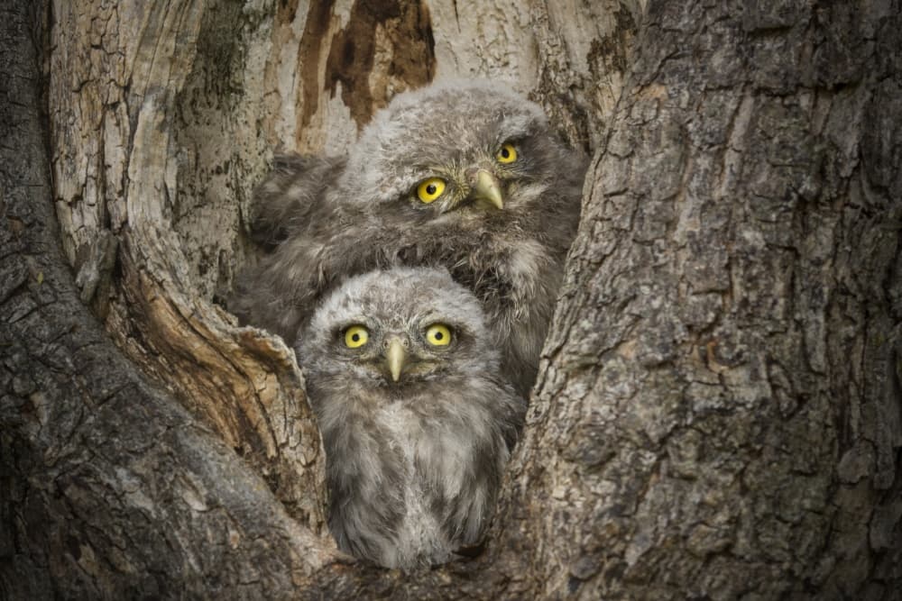 Curious Owlets in Tree by Alberto Ghizzi Panizza — canvas wall art