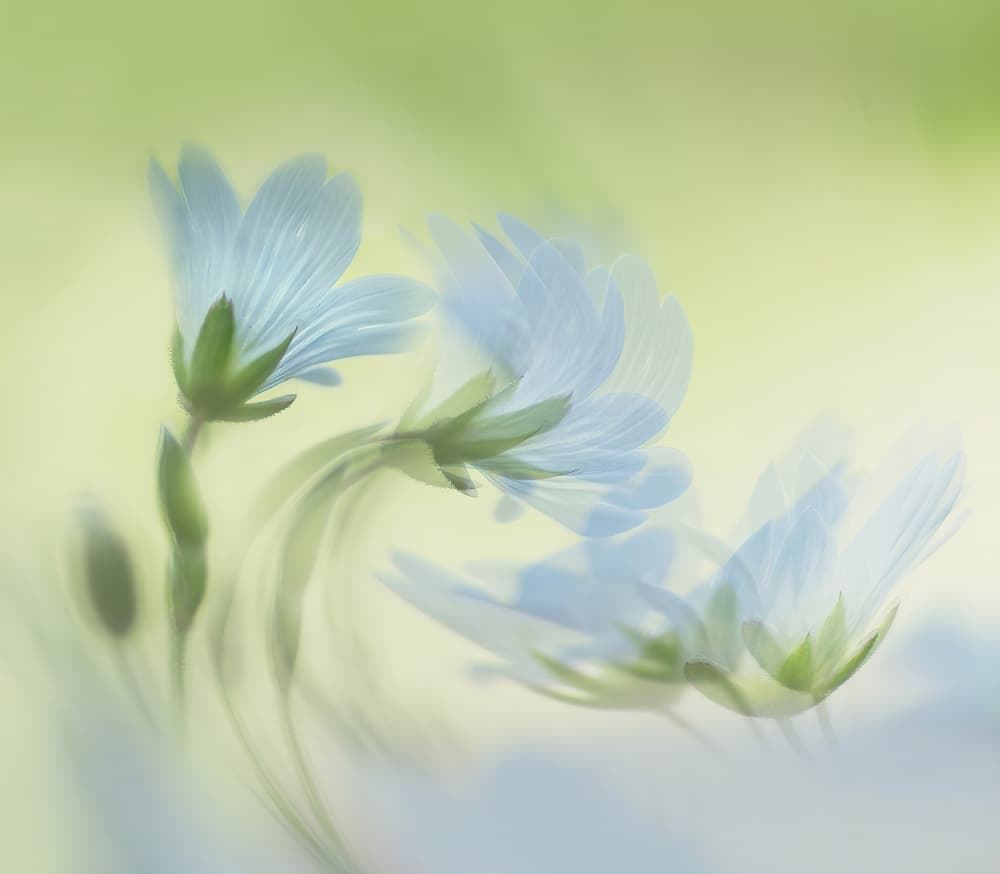 Soft Blue Flowers by Ylva Sjögren — canvas wall art