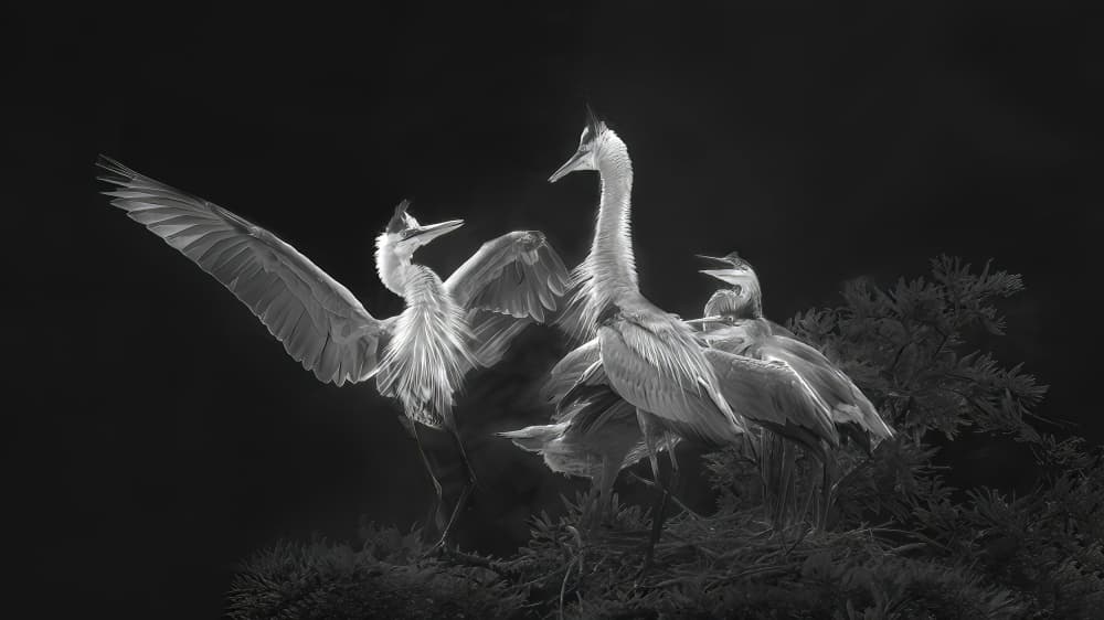 Nesting Herons Monochrome by Jianping Yang — canvas wall art