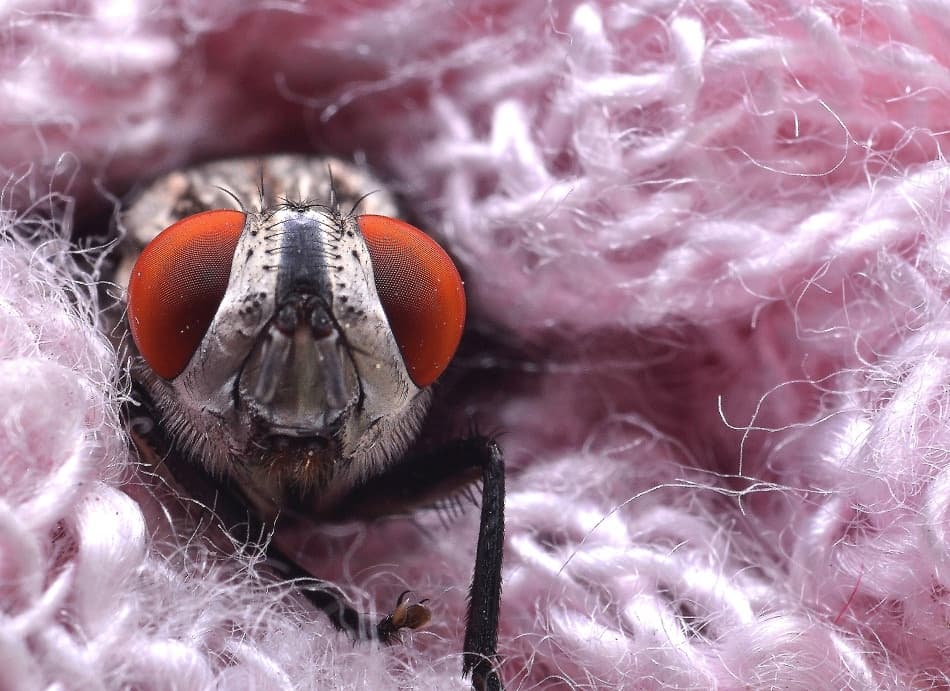 Red-Eyed Fly Macro by Maryam Zahirimehr — canvas wall art