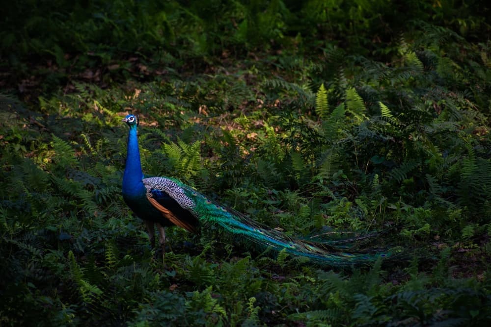 Majestic Peacock in Ferns by Ryan Braxton — canvas wall art