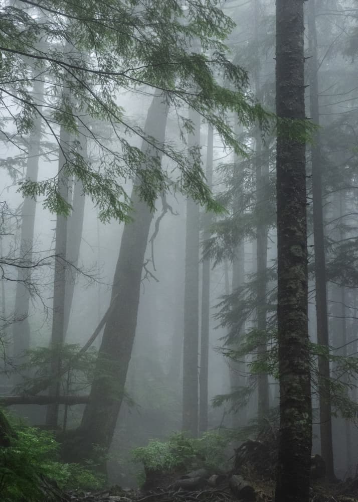 Misty Forest Path by Lynann Colligan — canvas wall art