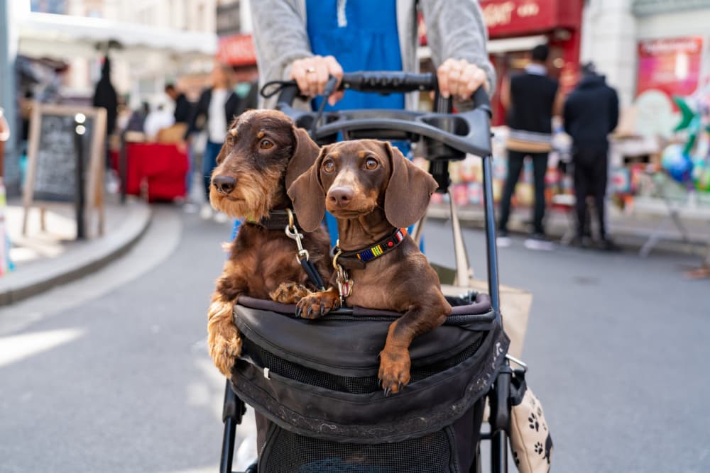 Dachshunds In Stroller by Shay Lev Ari — canvas wall art