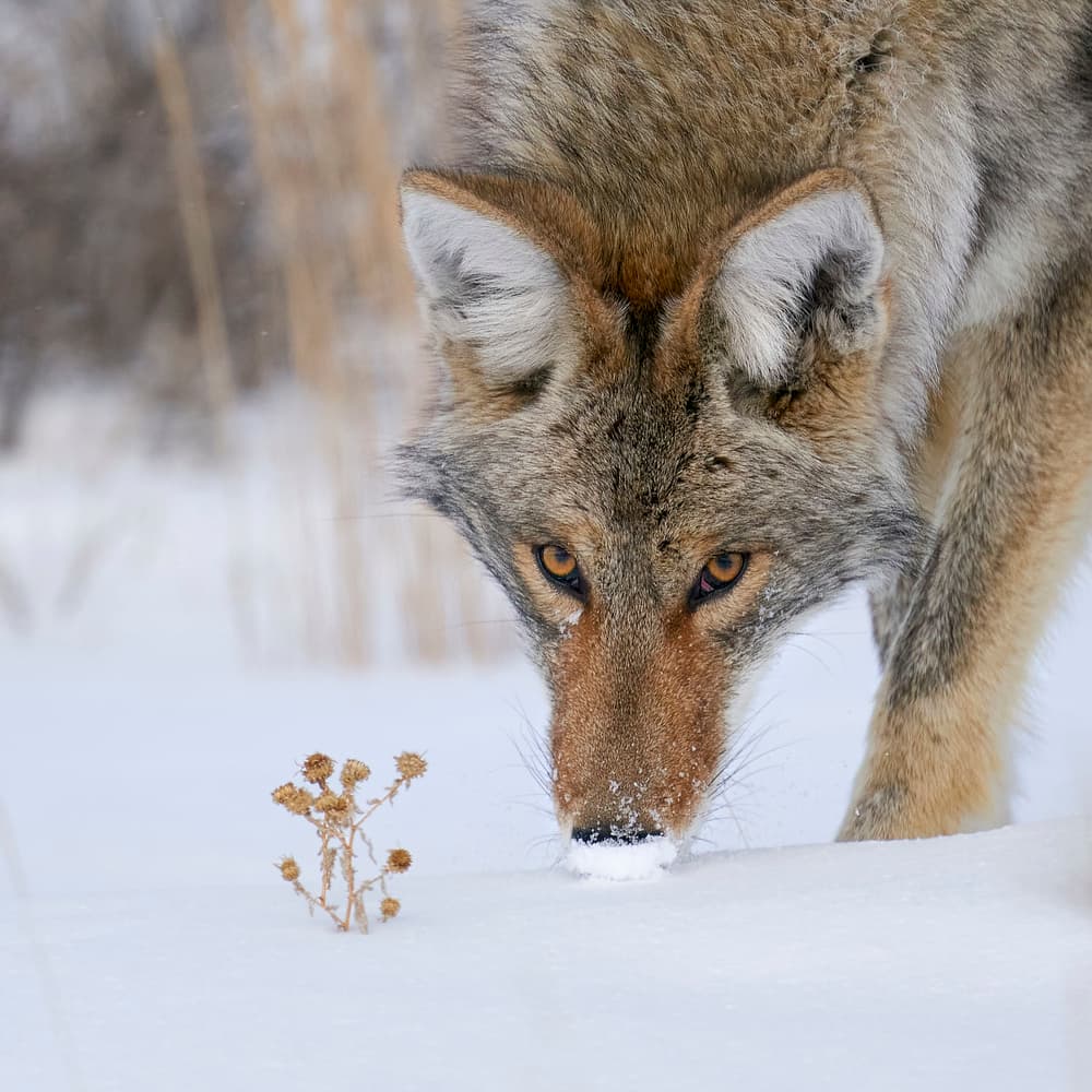 Winter Coyote Focus by Peter Hudson — canvas wall art