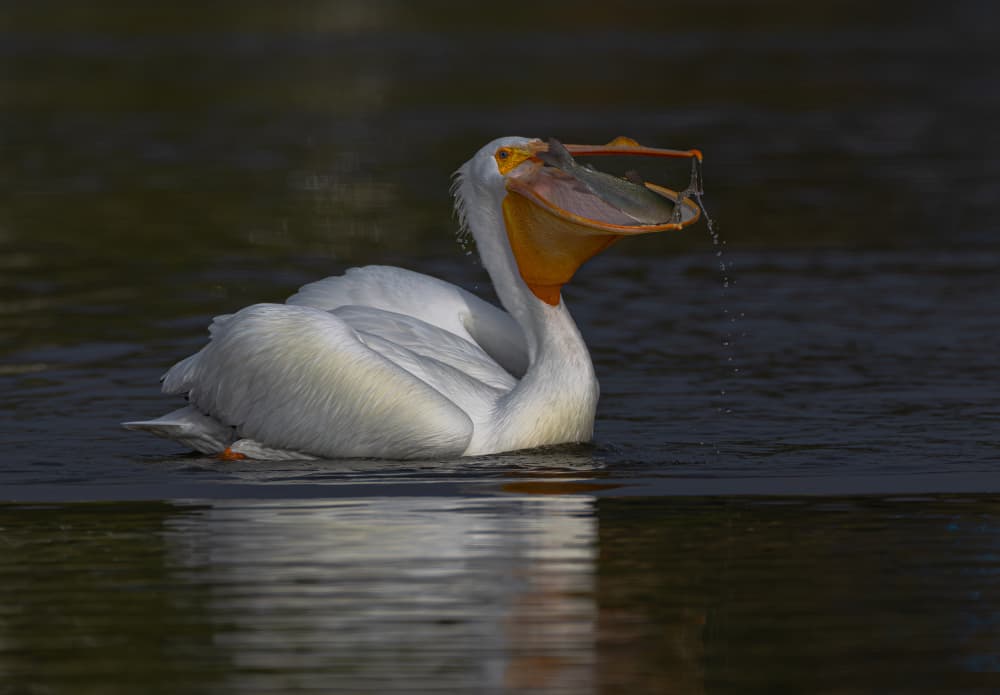 Pelican Fishing Moment by Johnson Huang — canvas wall art