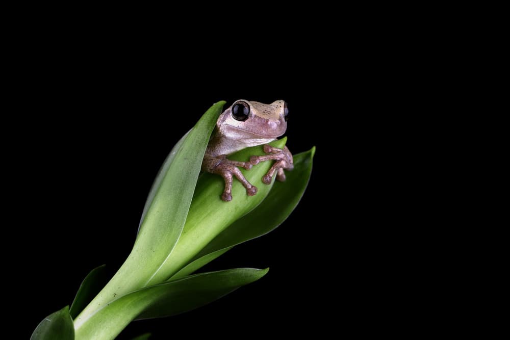 Curious Frog on Leaf by Kurit Afsheen — canvas wall art