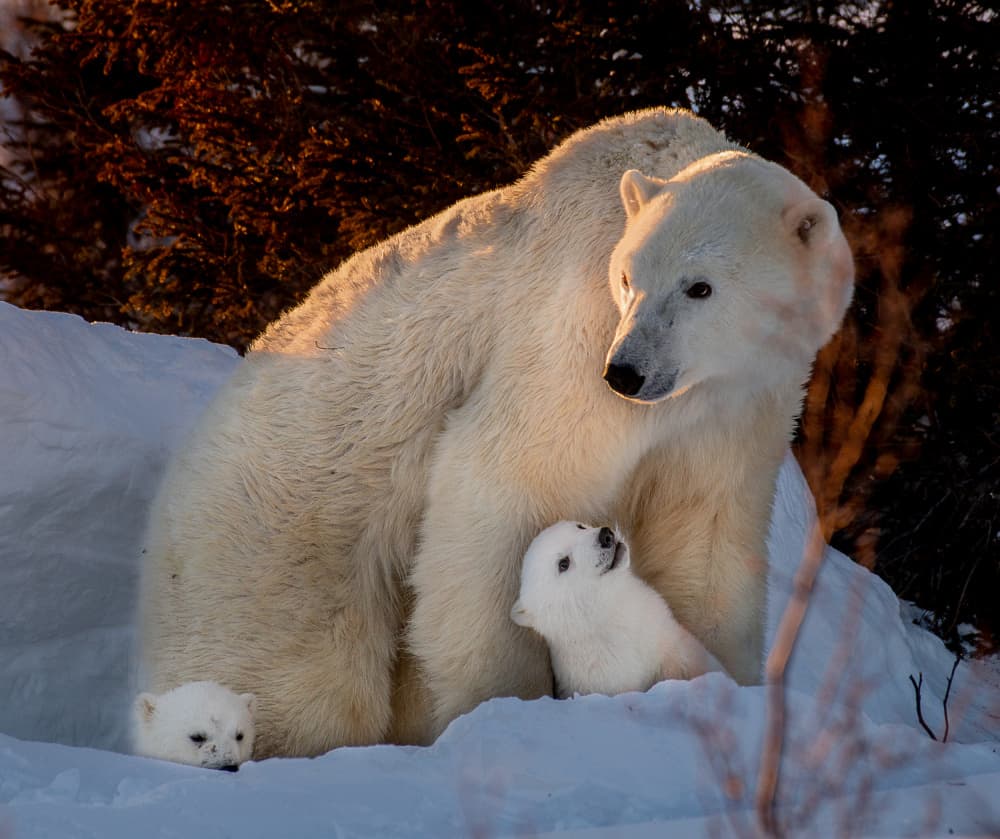 Mother Polar Bear and Cubs by Liwen Tao — canvas wall art