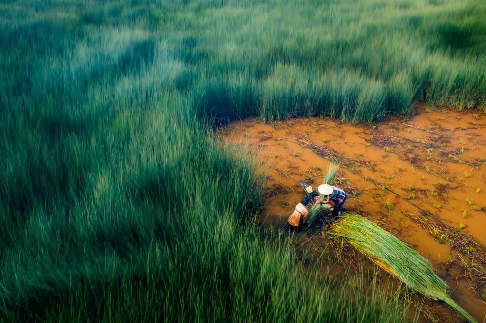 Harvesting Green Fields by Nguyen Tan Tuan — canvas wall art