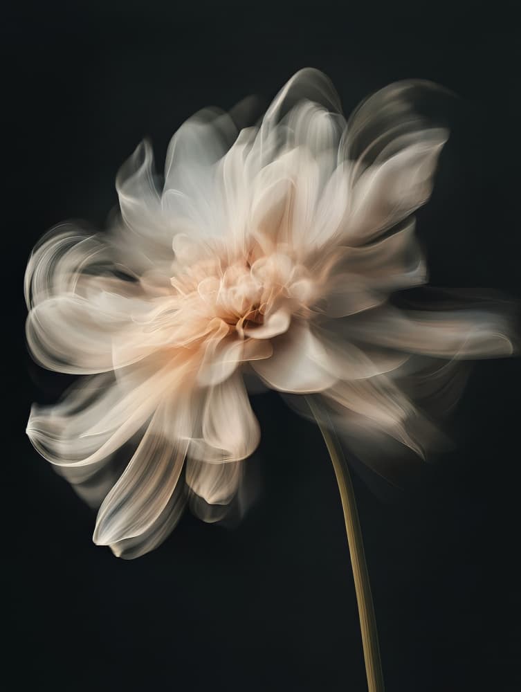 Dreamy Soft Dahlia by Bilge Paksoylu — canvas wall art