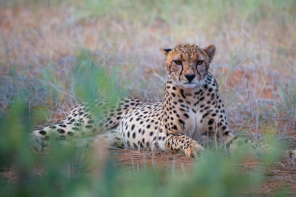 Resting Cheetah Gaze by Roberto Marchegiani — canvas wall art