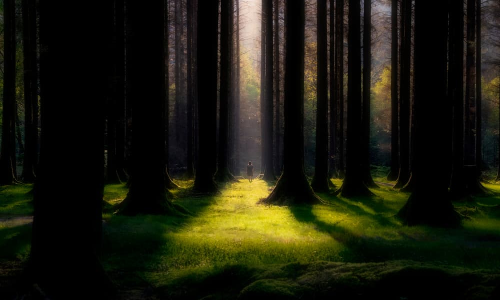 Mystical Forest Light by Srecko Jubic — canvas wall art