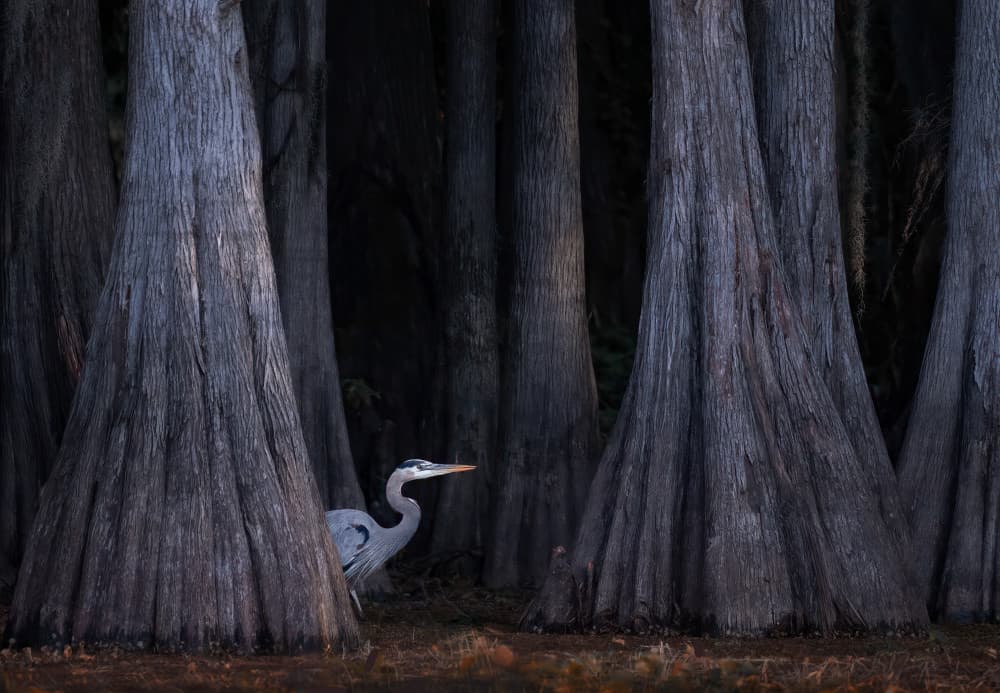 Heron in Cypress Forest by Vicki Lai — canvas wall art
