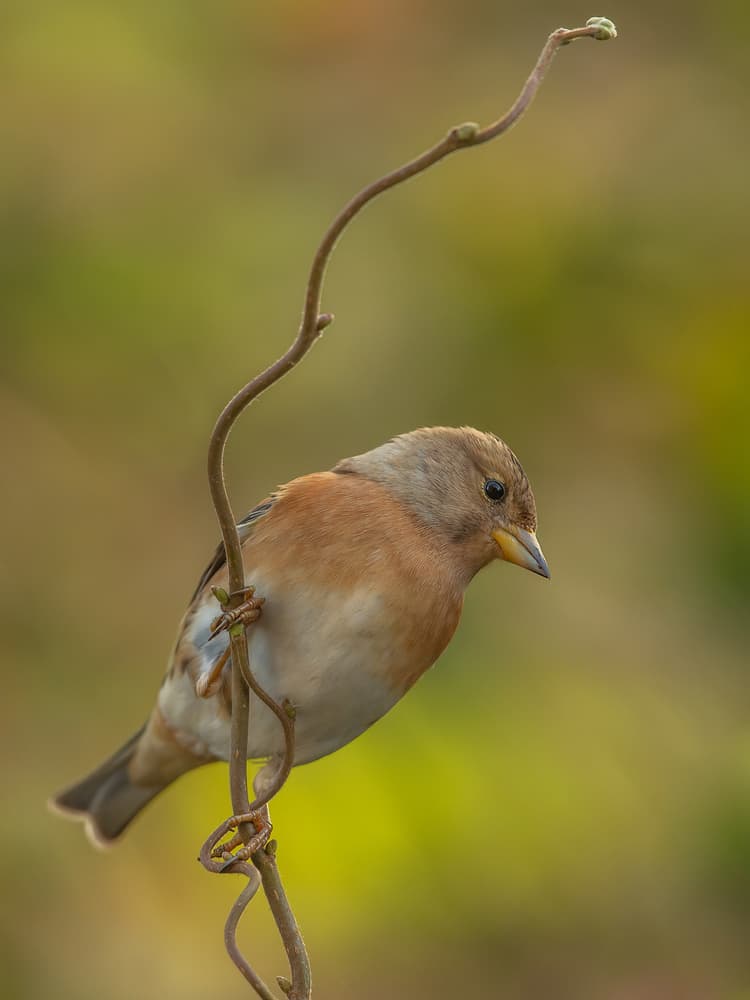 Woodland Bird on Vine by Annie Keizer — canvas wall art
