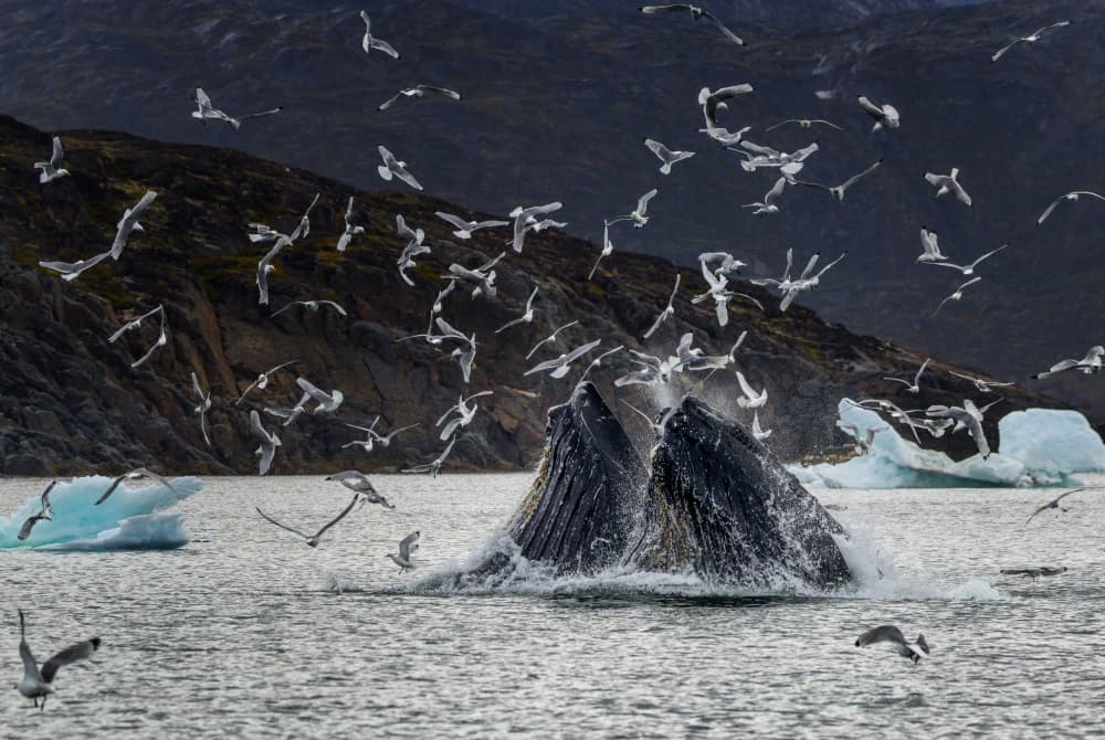 Whales Feeding Seabirds by GENNARO DI NOTO — canvas wall art