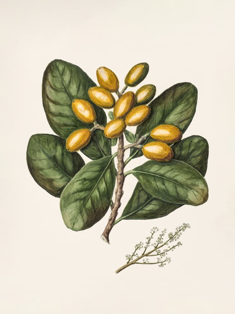 Karaka Drawn By Sarah Featon (1848–1927) by Sarah Featon — canvas wall art