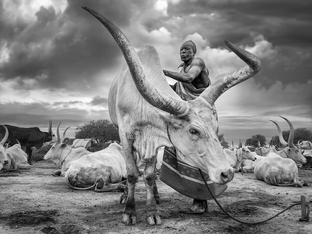 Dinka Man Majestic Bull by Svetlin Yosifov — canvas wall art