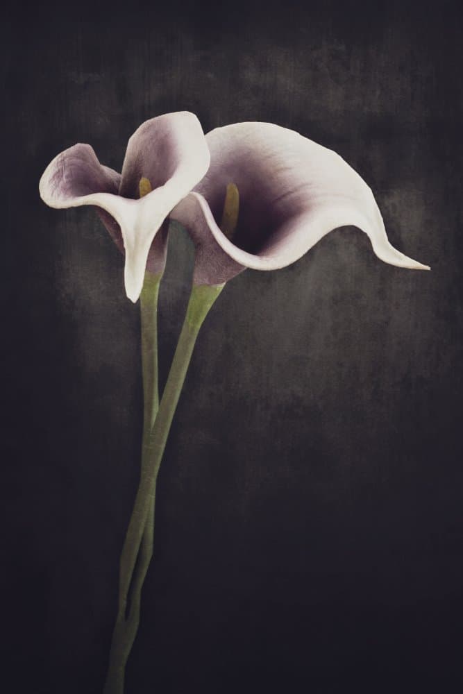 Moody Calla Lilies by Cicek Kiral — canvas wall art