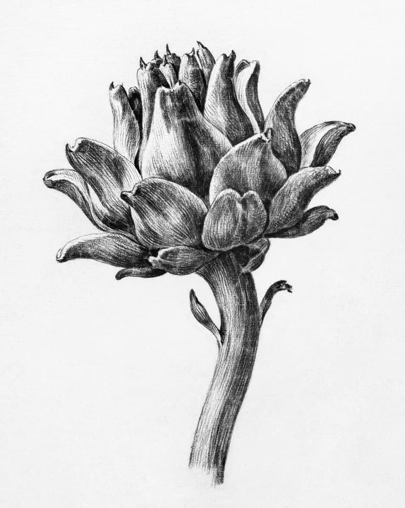 Artichoke By Jean Bernard by Jean Bernard — canvas wall art