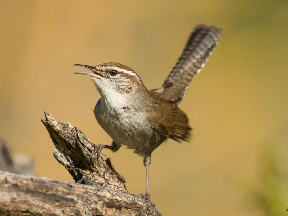 Singing Carolina Wren by Moses Wang — canvas wall art