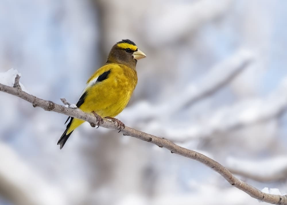 Yellow Bird Winter Branch by Lucie Gagnon — canvas wall art
