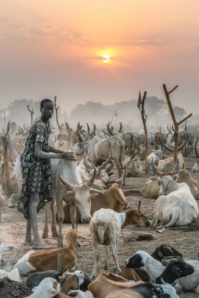 African Cattle Sunset by Trevor Cole — canvas wall art