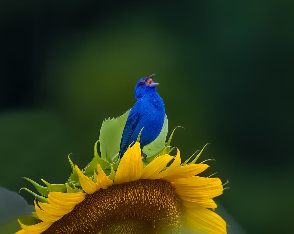Singing Bluebird on Sunflower by Yanny Liu — canvas wall art