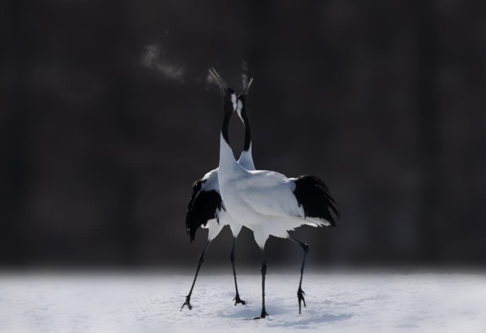 Japanese Crane Dance by ZY Zhang — canvas wall art