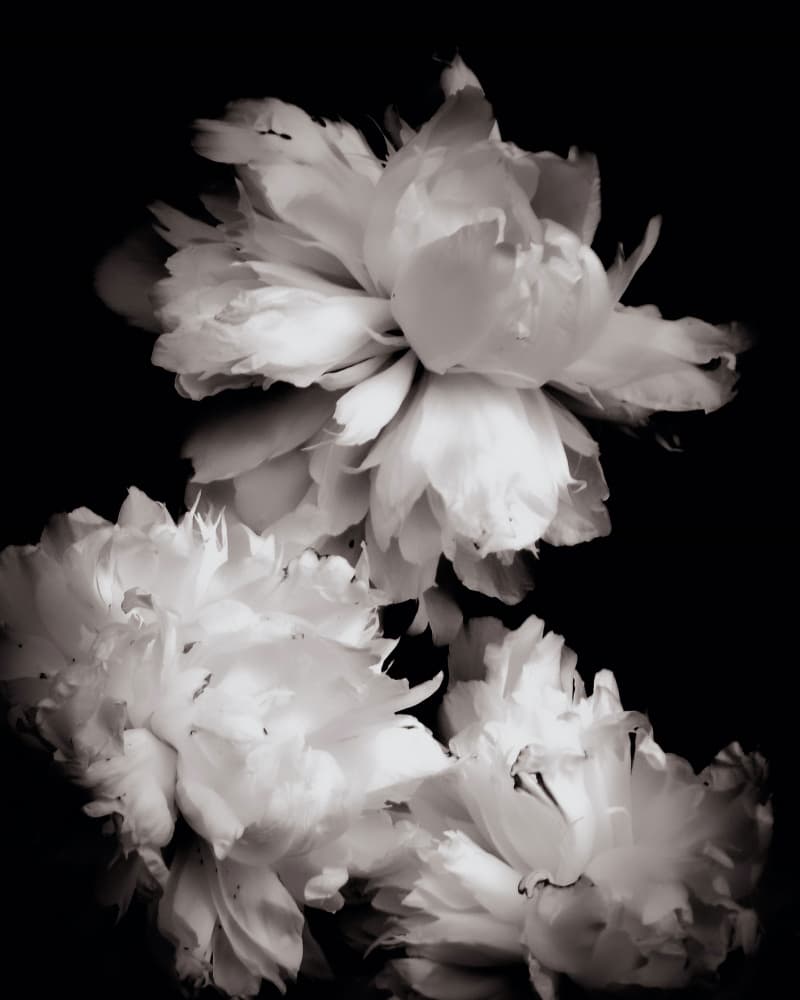 Elegant White Peonies by Michele Frechette — canvas wall art
