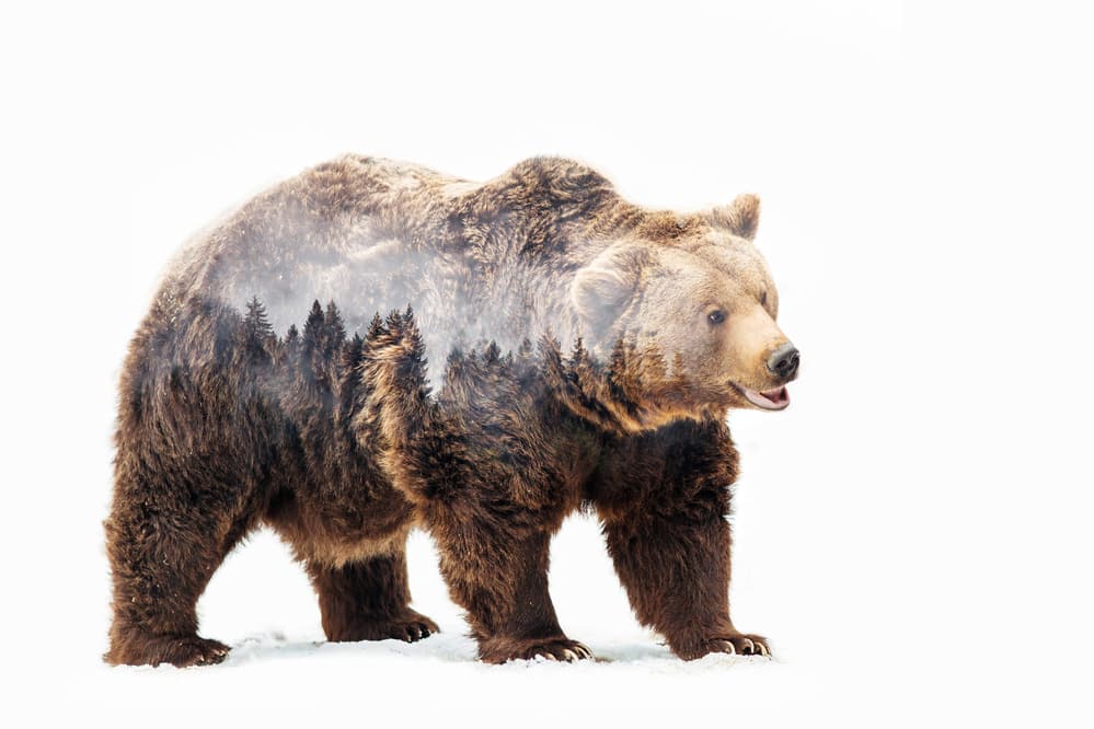 Forest Bear Spirit by Angyalosi Beáta — canvas wall art