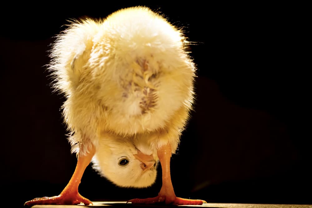 Curious Yellow Chick by Bassant Meligy — canvas wall art