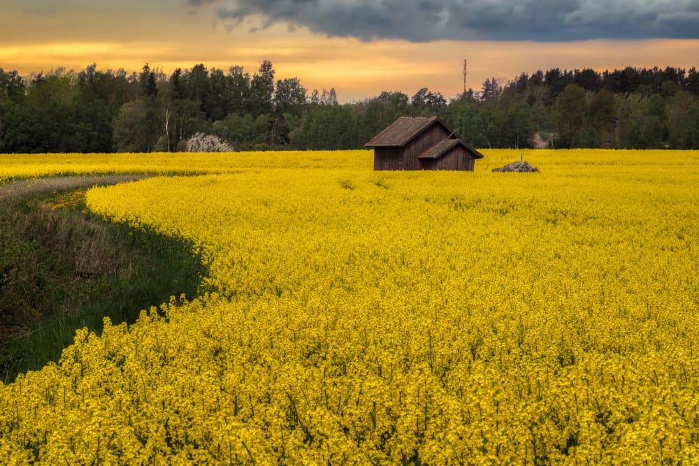 Barn in Golden Field by Ludwig Riml — canvas wall art