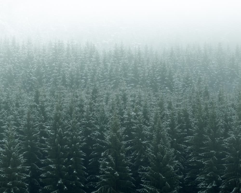 Misty Winter Forest by Andreas Christensen — canvas wall art