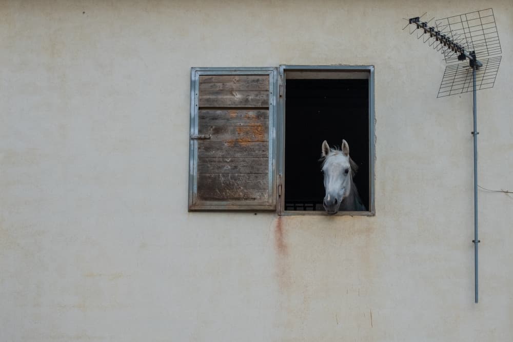 White Horse Peeks Out by Lorenzo Grifantini — canvas wall art