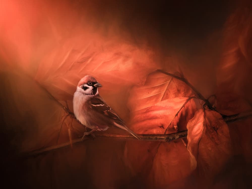 Warm Forest Sparrow by Johan Lennartsson — canvas wall art