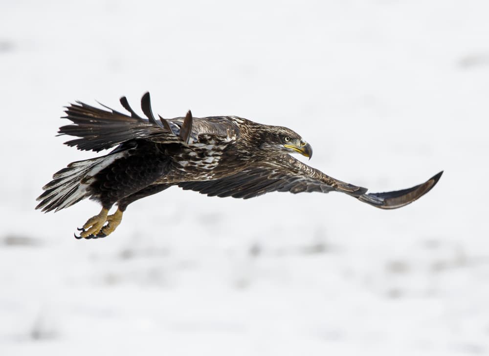 Eagle in Snowy Flight by Ozan AKTAS — canvas wall art