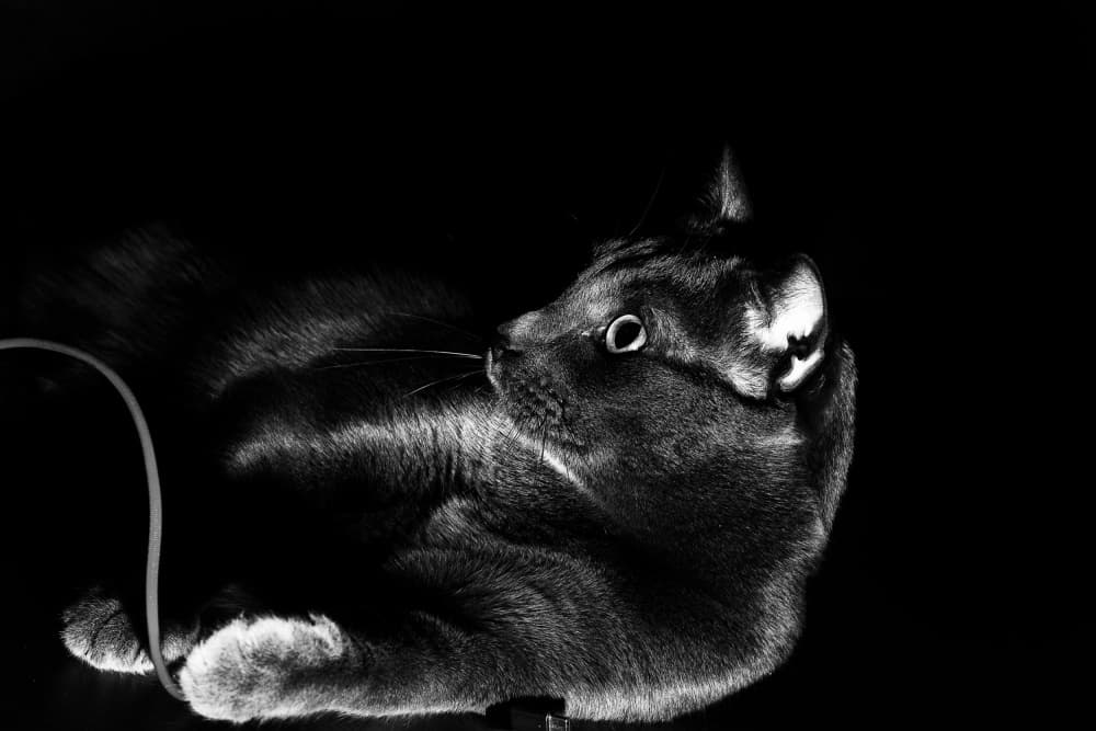 Black Cat Gaze by Felice Angelino — canvas wall art
