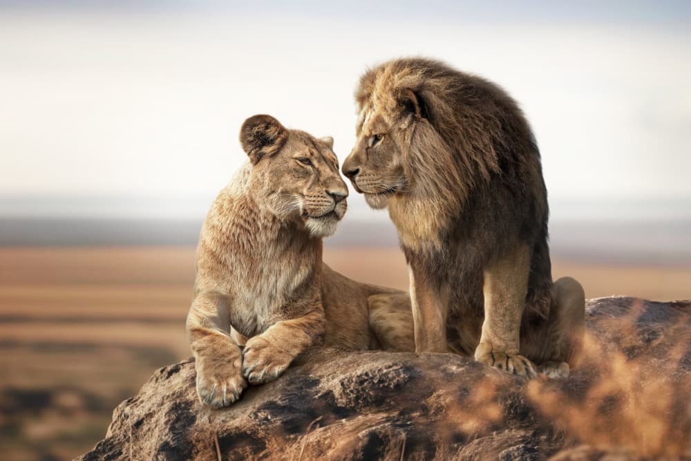 African Lion Couple by Marcel Egger — canvas wall art