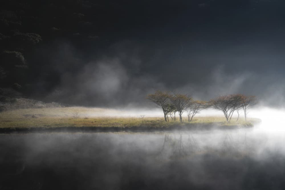 Misty Morning Trees by Akira Nagase — canvas wall art