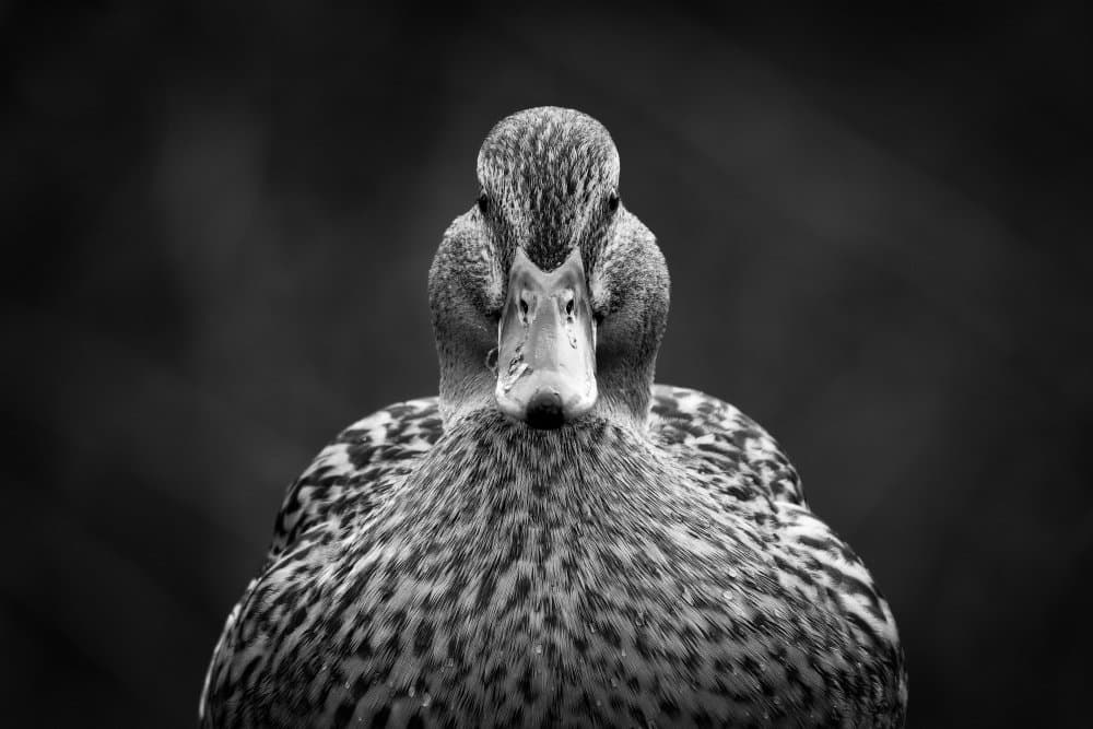 Direct Duck Gaze by Peter Pfeiffer — canvas wall art