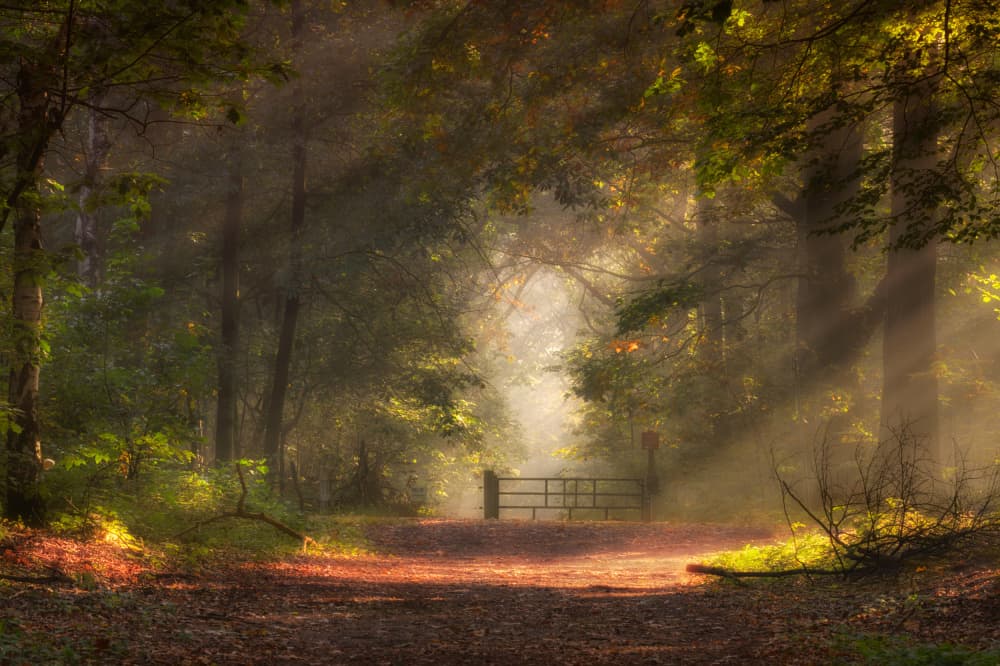 Sunlit Forest Path by Daan de Vos — canvas wall art