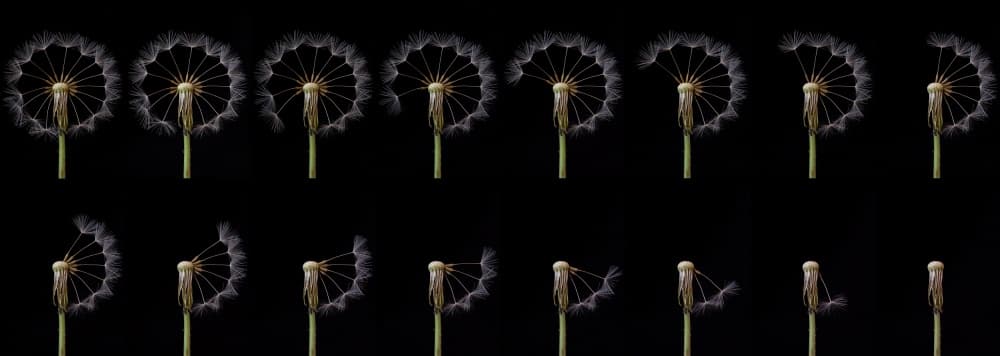 Dandelion Seeds Floating by Art Lionse — canvas wall art