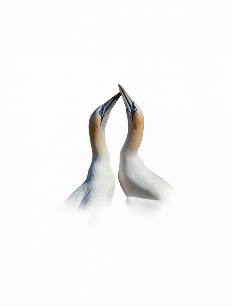 Gannet Embrace by Yanyan Gong — canvas wall art